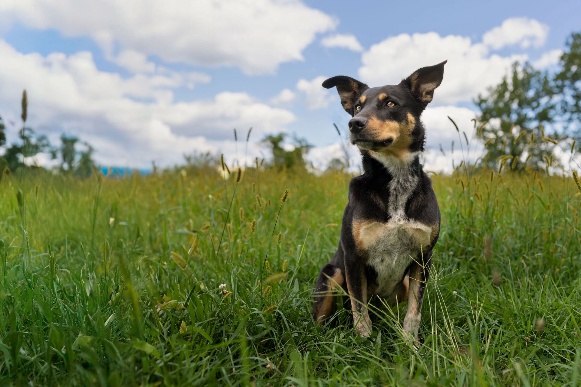 Spring and summer pet photography session outdoors